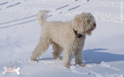 Câine de apă spaniolă (câine de Andaluz)