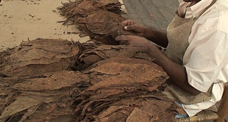 Виготовлення сигар обробка тютюнового листя