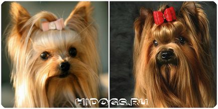 Yorkshire Terrier variante de nume, porecle pentru câini de fete (foto)