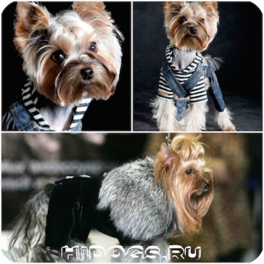 Yorkshire Terrier variante de nume, porecle pentru câini de fete (foto)