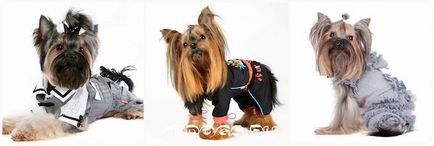 Yorkshire Terrier variante de nume, porecle pentru câini de fete (foto)