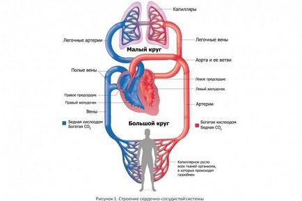 Як біг на довгі дистанції впливає на серце