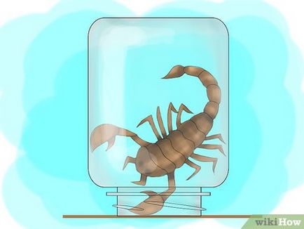 Як природним способом позбутися від проникнення скорпіонів