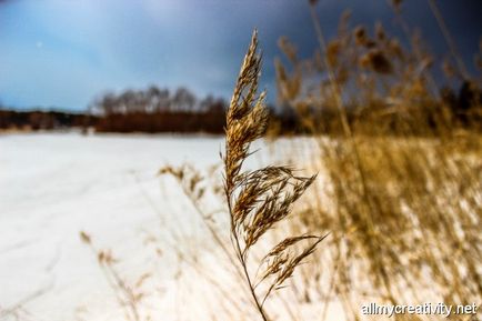 Cum să fotografiezi iarba