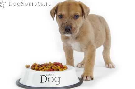 Care sunt avantajele și dezavantajele alimentelor uscate pentru câini și ude?