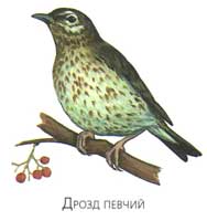 Які птахи взимку відлітають на південь, а які залишаються зимувати на батьківщині