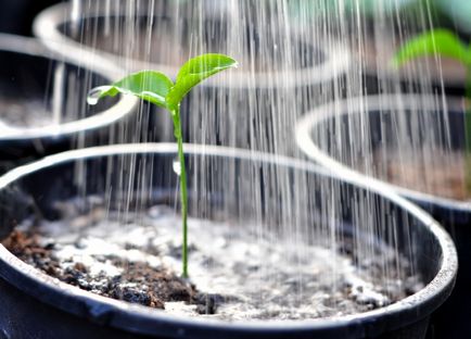 Cum sa scapi de furnici in sera cum sa iesi si cum sa lupti, plantele de gradina au fost plantate in sera,