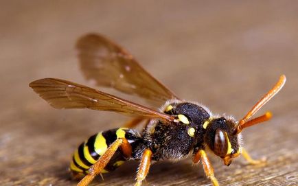 Cum să scapi de viespi în țară