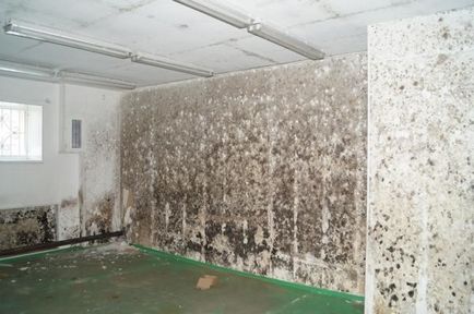 Cum să scape de mucegai pe pereții din apartament de un remediu pentru mucegai, fotografii și video de revizuire decât