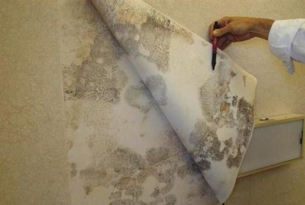 Cum să scape de mucegai pe pereții din apartament de un remediu pentru mucegai, fotografii și video de revizuire decât