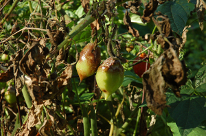 Cum se evita contaminarea cu tomato phytophthora