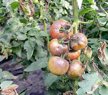 Cum se evita contaminarea cu tomato phytophthora