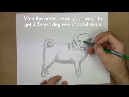 Cum de a desena un buldog în creion în etape