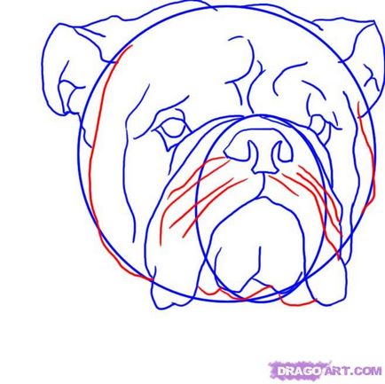 Hogyan kell felhívni a ceruzát bulldog szakaszaiban