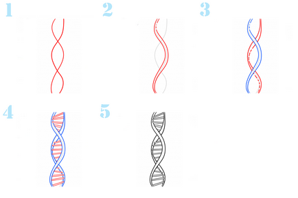 Cum de a desena dna