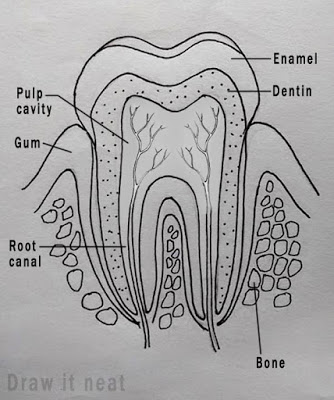 Cum de a desena o structură dentară în creion pas cu pas