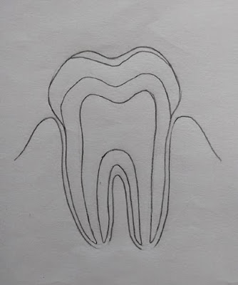 Як намалювати будова зуба олівцем поетапно