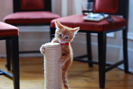 Cum să înțepați o pisică pentru a zgâria mobilierul