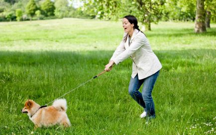 Cum să dezactivați un câine să tragă o lesa pentru o plimbare