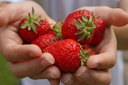 Cum să hrăniți căpșunile cu uree