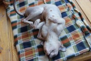 Cum să faci prieteni cu două pisici Don Sphynx șobolan