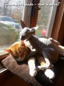 Cum să faci prieteni cu două pisici Don Sphynx șobolan
