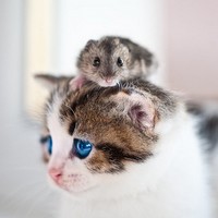 Cum sa faci o pisica cu un hamster - stiri despre alte animale - stiri despre animale - adăpost pentru