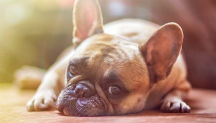 Cum să înțelegeți că câinele are rabie în stadiu, principalele simptome