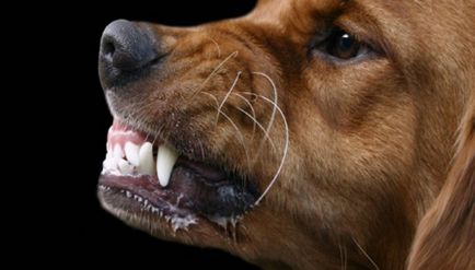 Cum să înțelegeți că câinele are rabie în stadiu, principalele simptome