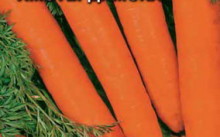 Cum să planteze morcovi moduri de plantare în primăvara și toamna pe teren deschis, alegerea celei mai bune grade, video