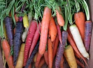 Як посадити морква способи посадки навесні і восени у відкритий грунт, вибір кращого сорту, відео