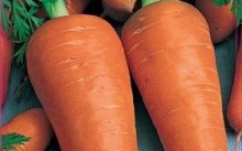 Cum să planteze morcovi moduri de plantare în primăvara și toamna pe teren deschis, alegerea celei mai bune grade, video