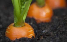 Як посадити морква способи посадки навесні і восени у відкритий грунт, вибір кращого сорту, відео