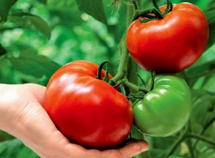 Як посадити розсаду томатів - сад і город