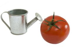 Як правильно поливати помідори дріжджами