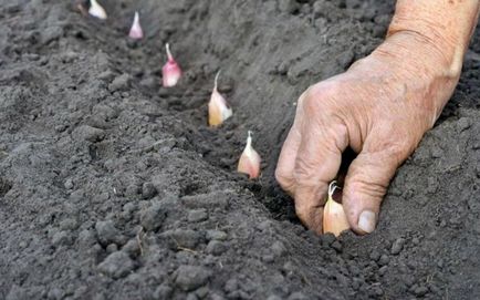 Як правильно садити і вирощувати часник - новини спектр