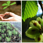 Cum să plantați corect semințele de dovlecei