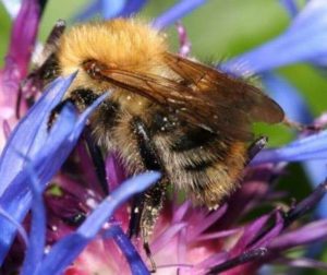 Hogyan gyűjtsünk a mézet a vadon élő méhek, és mi az eljárás összetettségének