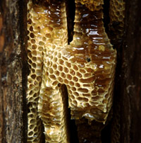Cum să recoltați în mod corespunzător mierea albinelor sălbatice și care este complexitatea acestui proces