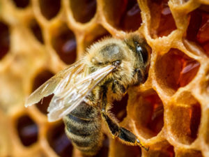 Як правильно зібрати мед диких бджіл, і в чому складність цього процесу