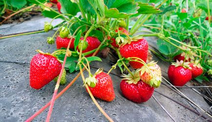 Cum să crească căpșuni în aer liber fotografii, clipuri video