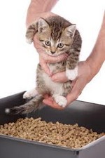 Cum să obișnuim un pisoi la curățenie - despre pisici - articole - ajutor pentru animalele în dificultate,
