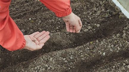 Hogyan növény retek gazdag termés otthon