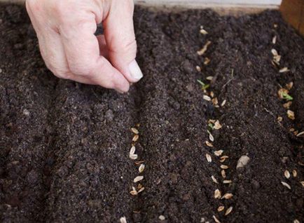 Cum să plantați mărar cu semințe pe un teren pe verdeață în creștere