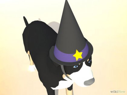 Cum să faci o pălărie pentru un câine