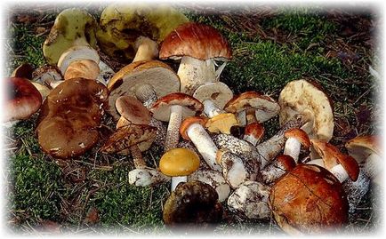 Як сушити гриби в домашніх умовах - корисні поради