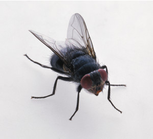 Як знищити мух в будинку, личинки - woman s day