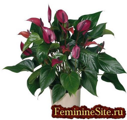 Cum să ai grijă de un anthurium - o plantă exotică și frumoasă