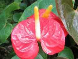 Cum să ai grijă de un anthurium - o plantă exotică și frumoasă