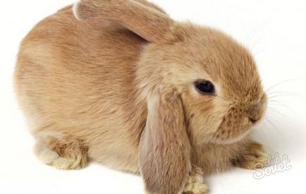 Як доглядати за кроликом декоративним